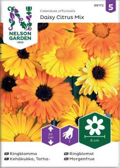 Nelson Garden Siemen Kehäkukka, Tarha-, Daisy Citrus Mix