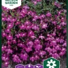 Nelson Garden Siemen Lobelia, Riippa-, Red Cascade -Piha myymälä AS6e3WpHapv9tdG4SMVBLO