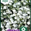 Nelson Garden Siemen Lobelia, Sini-, Snowball -Piha myymälä ATCM6IFCqYeAK8YWfK 2is