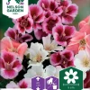 Nelson Garden Siemen Silkkikukka, Iso-, Väriseos -Piha myymälä ArvqsocPqPVAvzgBtK9JJ4
