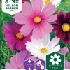 Nelson Garden Siemen Kosmoskukka, Puna-, Vega Mixture -Piha myymälä B2WbU82Oq7E8P26rh8VH3F