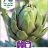 Nelson Garden Siemen Artisokka, Latva-, Vert De Provence -Piha myymälä BB338NiHKPT8oEws3OY k8