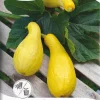 Nelson Garden Siemen Kurpitsa, Kesä-, Zucchini/Pic N Pic -Piha myymälä BhB7joafKUb9wqX1bhl BT
