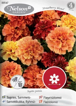Nelson Garden Siemen Samettikukka, Ryhmä-, 'Strawberry Blonde