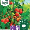 Nelson Garden Siemen Tomaatti, Kirsikka-, Tiny Tim -Piha myymälä C56elqx4KzI9ZXF7erpujj