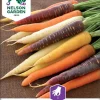 Nelson Garden Siemen Porkkana, Harlequin Mix F1 -Piha myymälä CHOC5jgEqoJ91YJ6XLTr w