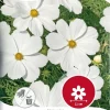 Nelson Garden Siemen Kosmoskukka, Puna-, Purity -Piha myymälä CTD1ctUnaguAjHjtRKmB6e
