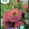 Nelson Garden Siemen Tsinnia, Iso-, Sunbow Purple -Piha myymälä Cg7nXmE4aIN82jLQL hm2Q