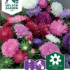 Nelson Garden Siemen Asteri, Kiinan-,Dwarf Chrysanthemum,seos 2 Nelson Garden Siemen Asteri, Kiinan-,Dwarf Chrysanthemum,seos -Piha myymälä CjK6OFi8Kbu8tA4CZhn dY
