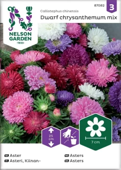 Nelson Garden Siemen Asteri, Kiinan-,Dwarf Chrysanthemum,seos