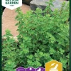 Nelson Garden Siemen Oregano/ Mäkimeirami -Piha myymälä D4m0Bak1aqD9hLrAQkgIzS