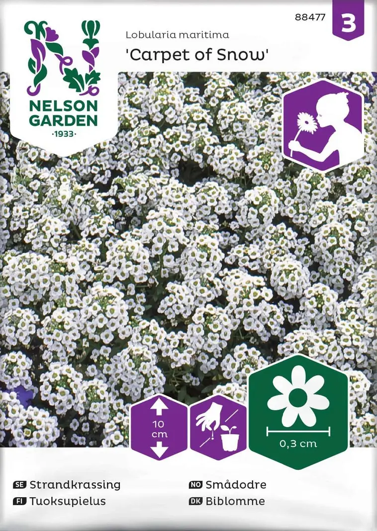 Nelson Garden Siemen Tuoksupielus, Carpet Of Snow 3 Nelson Garden Siemen Tuoksupielus, Carpet Of Snow