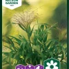 Nelson Garden Siemen Koristeruoho, Hirssi, Frosted Explosion -Piha myymälä DLDjqZuU42bA8N4Zu1DZD
