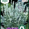 Nelson Garden Siemen Laventeli, Tähkä-, Ellagance Ice -Piha myymälä Ddmivb294NO94IarAlSOaa