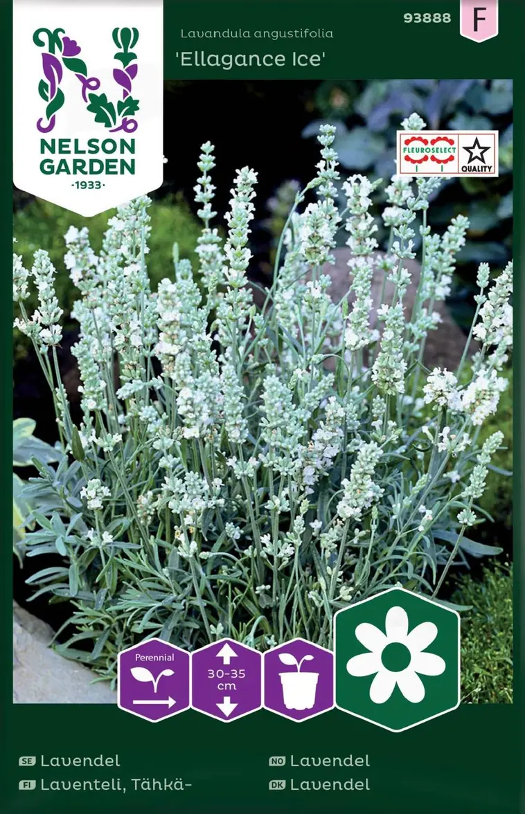 Nelson Garden Siemen Laventeli, Tähkä-, Ellagance Ice 3 Nelson Garden Siemen Laventeli, Tähkä-, Ellagance Ice