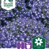 Nelson Garden Siemen Lobelia, Riippa-, Saphir -Piha myymälä DlTVmlbE4Cp8fxB2sDmudu