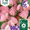 Nelson Garden Siemen Tuoksuherne, Royal Rose -Piha myymälä Dmi82gGL4WM84fsuqWfXyW