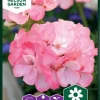 Nelson Garden Siemen Pelargoni, Inspire Pink F1 2 Nelson Garden Siemen Pelargoni, Inspire Pink F1 -Piha myymälä EAR3Oxv1q7i9ZNOjPZbvJL