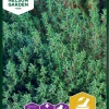 Nelson Garden Siemen Timjami -Piha myymälä EIi3MxmbqYr8UtxULaPGFm