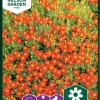 Nelson Garden Siemen Samettikukka, Kääpiö-, Tangerine Gem -Piha myymälä EPAPZZIrKcY9rNeNT30IdX