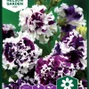 Nelson Garden Siemen Petunia,Tarha-,Pur.Pirouette F1.Kerrottu -Piha myymälä EYfd ceqaabBlu1oIx4ytO