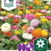 Nelson Garden Siemen Tsinnia, Iso-, Takii´s Choice -Piha myymälä ElTd6qc1qmRAvj txAJ2CA