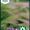 Nelson Garden Siemen Koristeruoho, Partaohra -Piha myymälä EuP2b3kC4RR8lxaEKKQ4TY