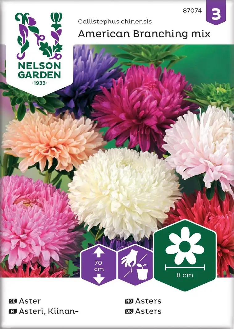 Nelson Garden Siemen Asteri, Kiinan-, American Branching 3 Nelson Garden Siemen Asteri, Kiinan-, American Branching