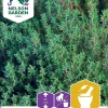 Nelson Garden Siemen Timjami -Piha myymälä F5nPI1GWqjK8nUEeRG21sZ