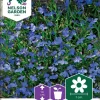 Nelson Garden Siemen Lobelia, Sini-, Emperor William