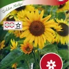 Nelson Garden Siemen Auringonkukka, Iso-, Golden Hedge -Piha myymälä FQq597g5KES9aSphZ4kyZm
