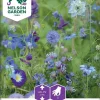 Nelson Garden Siemen Seos, Sinisiä Kesäkukkia -Piha myymälä FgOfnlPZK8JBshMS2ijzTr